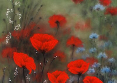 Coquelicots des champs